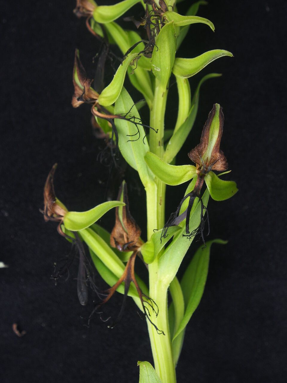 Habenaria pectinata fruit