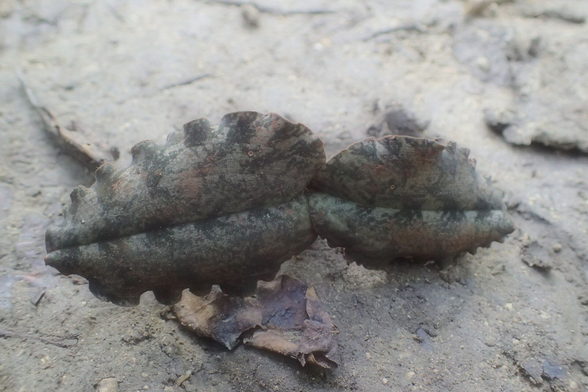 Eulophia roseovariegata — houseplant care guide