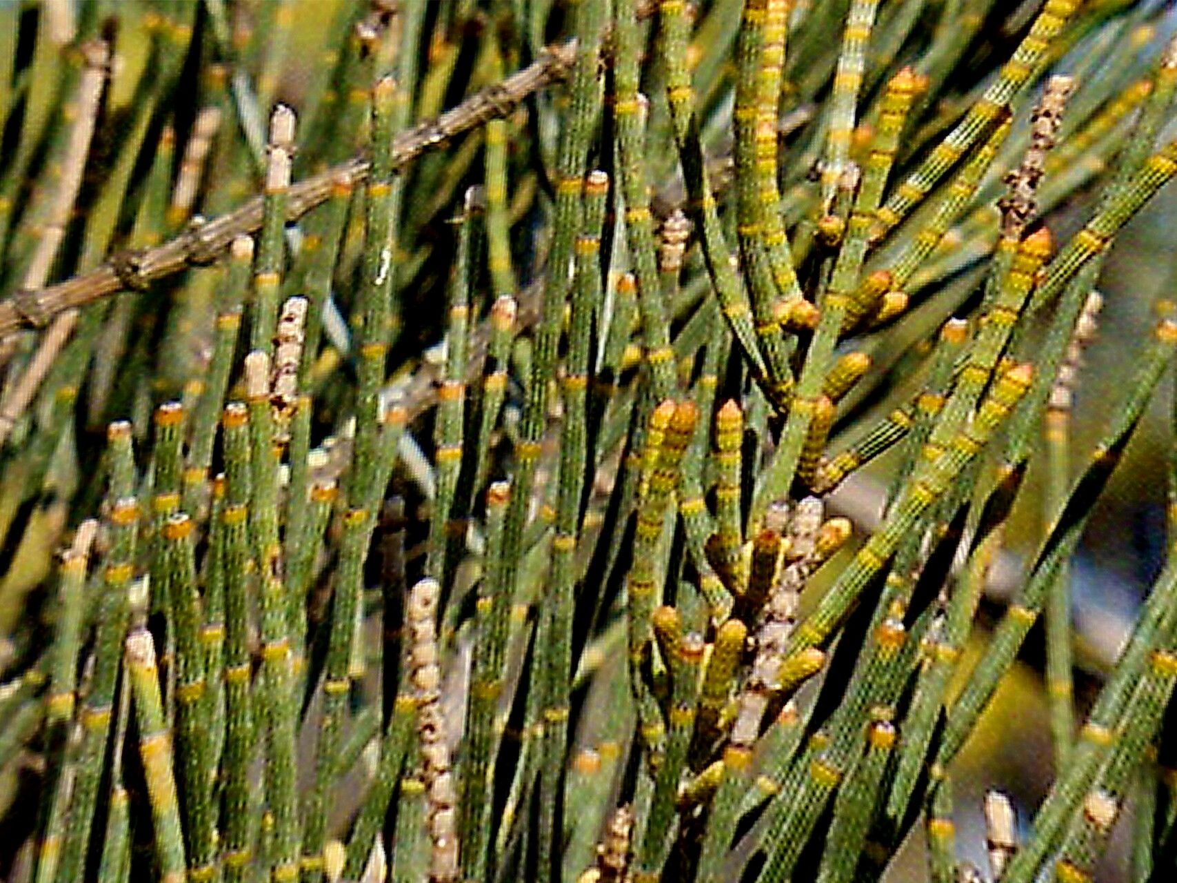 Allocasuarina luehmannii — related species from the same genus