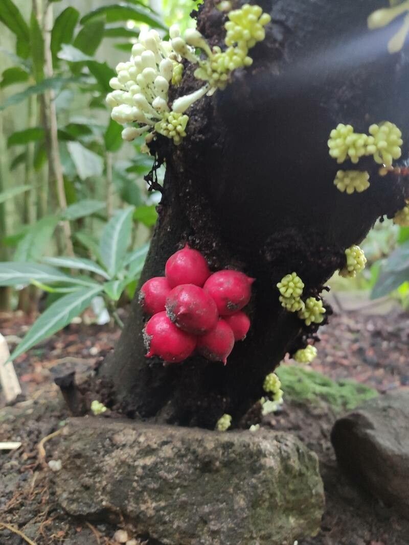 Phaleria capitata fruit
