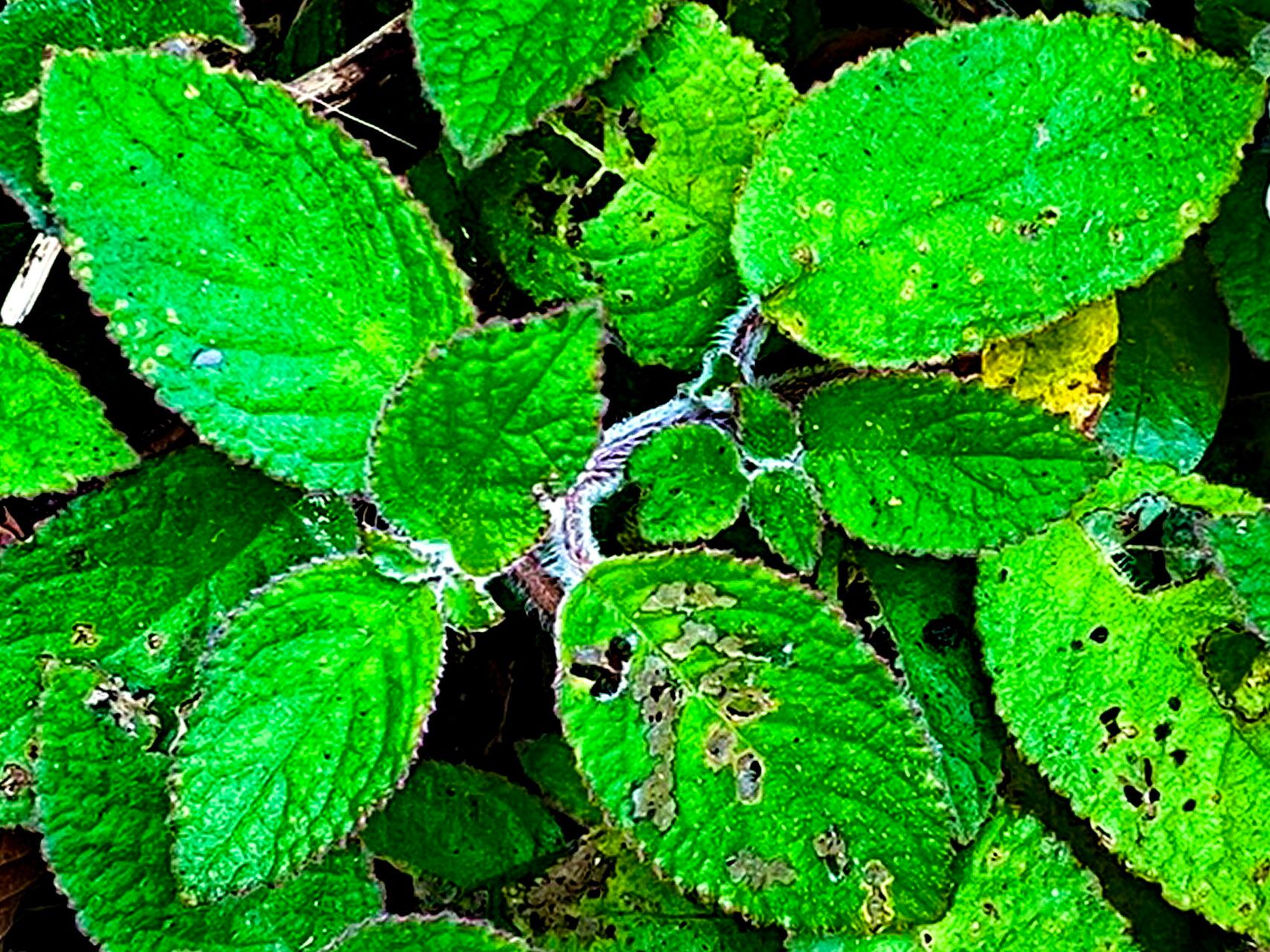 Chrysothemis adenosiphon — related species from the same genus