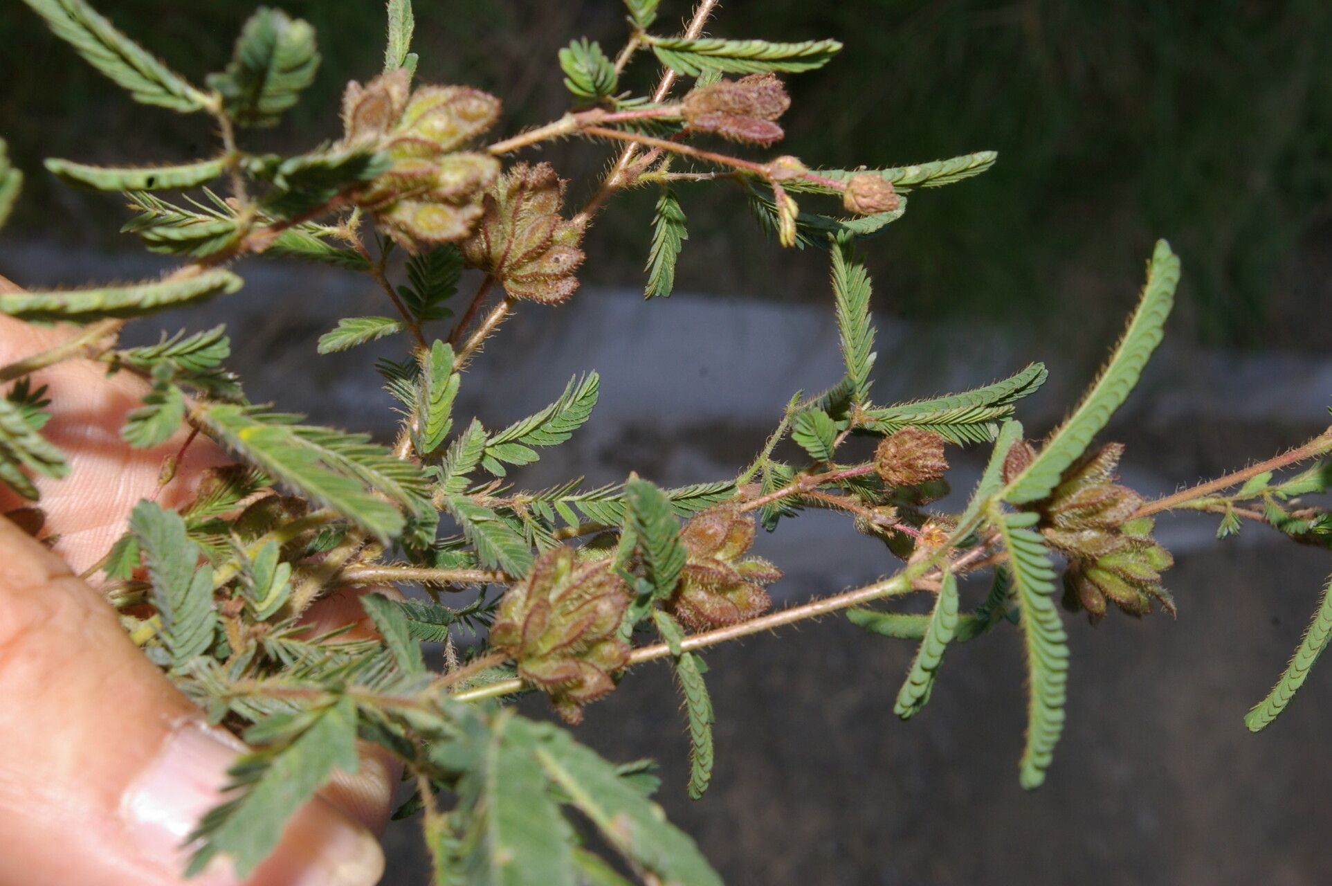 Mimosa camporum fruit
