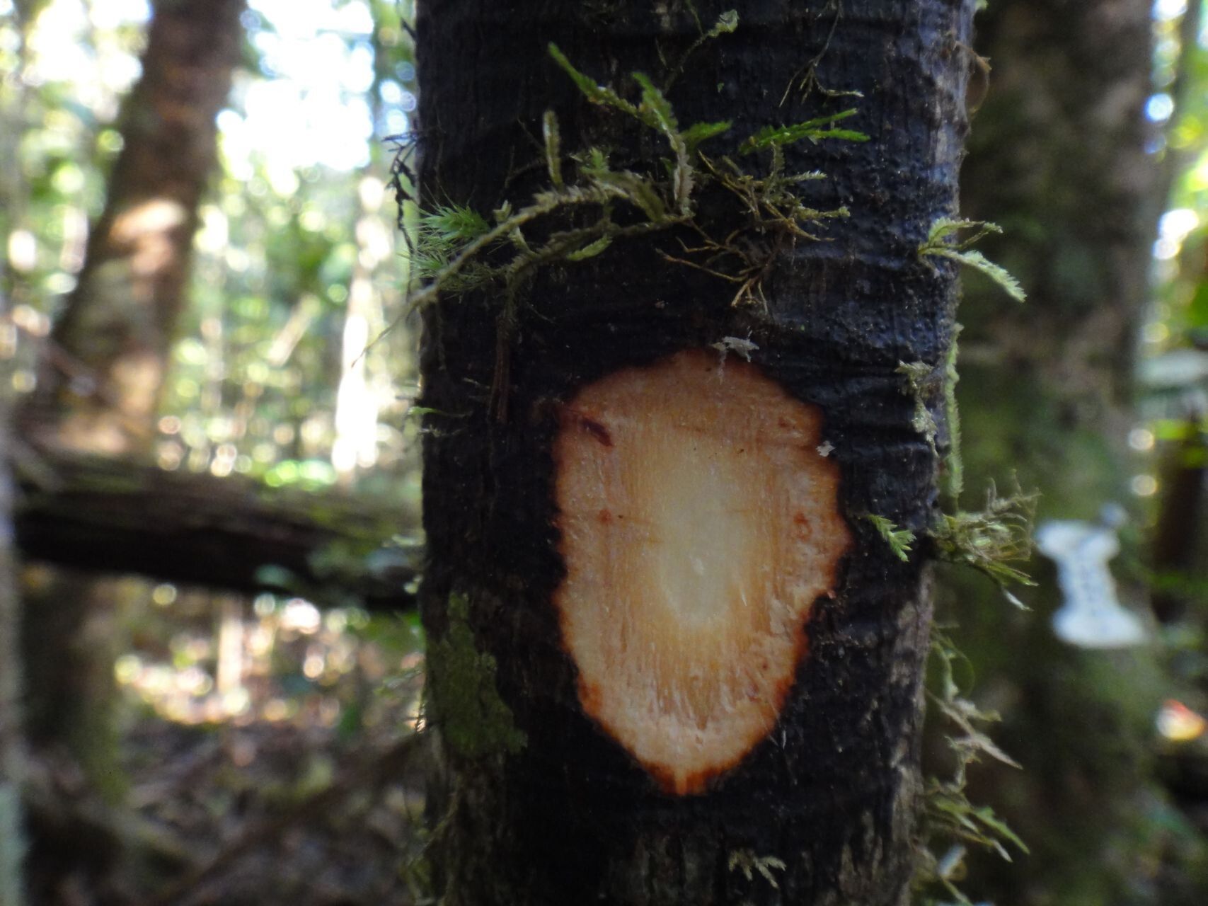 Sloanea magnifolia bark