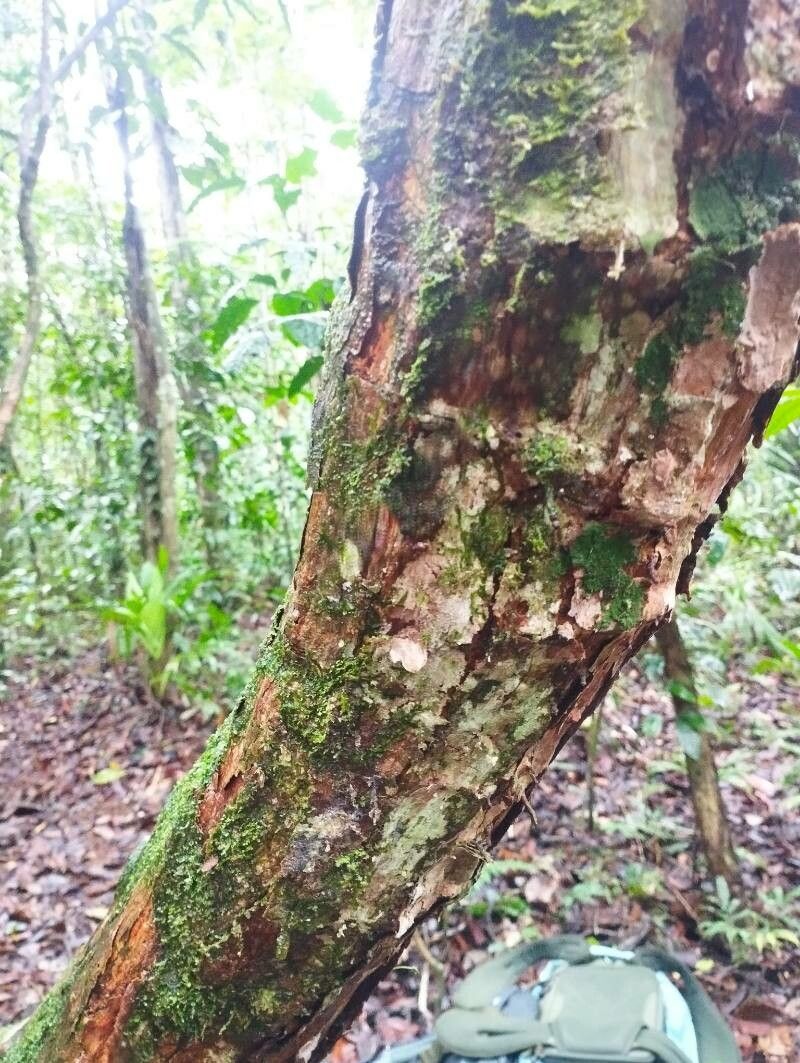 Pinzona coriacea bark