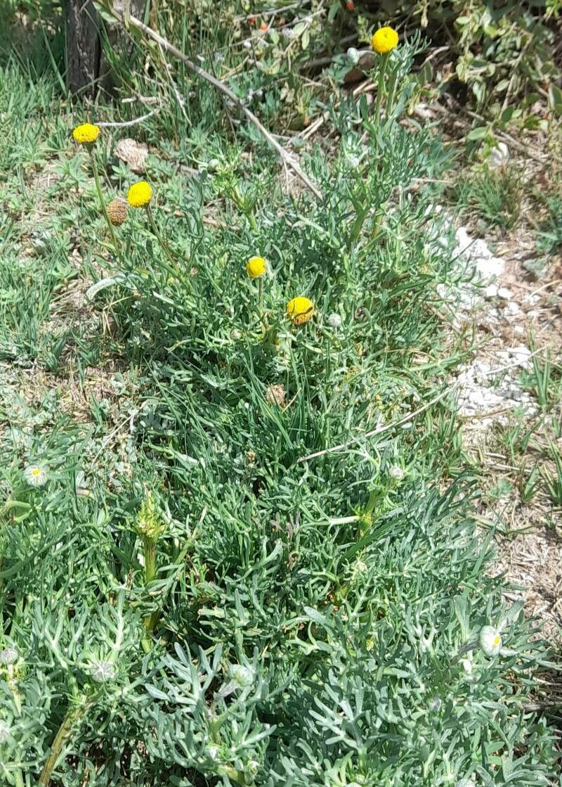 Hymenoxys robusta habit