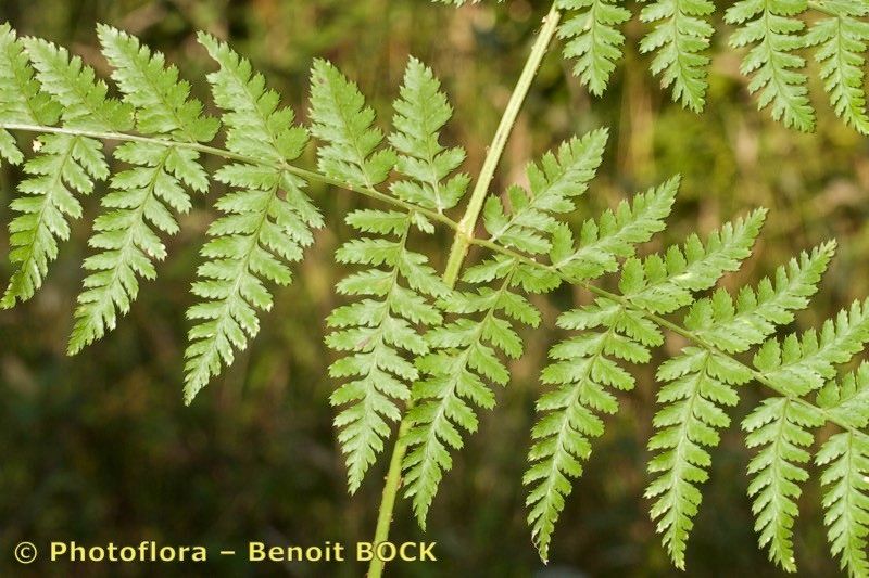 Dryopteris guanchica leaf