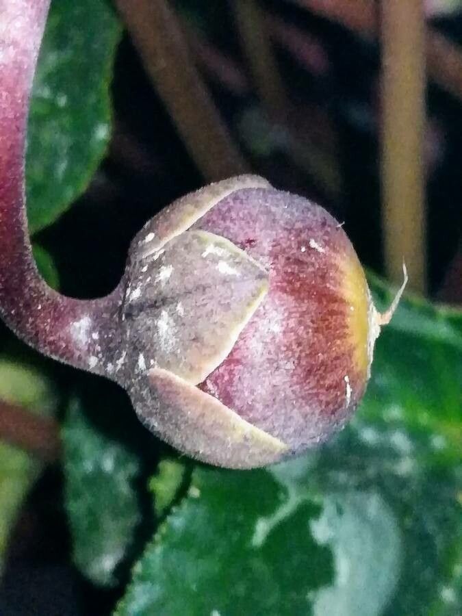 Cyclamen repandum fruit