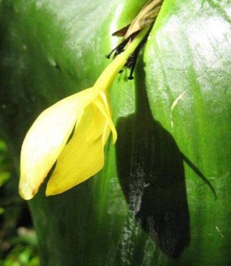 Pleurothallis titan — houseplant care guide