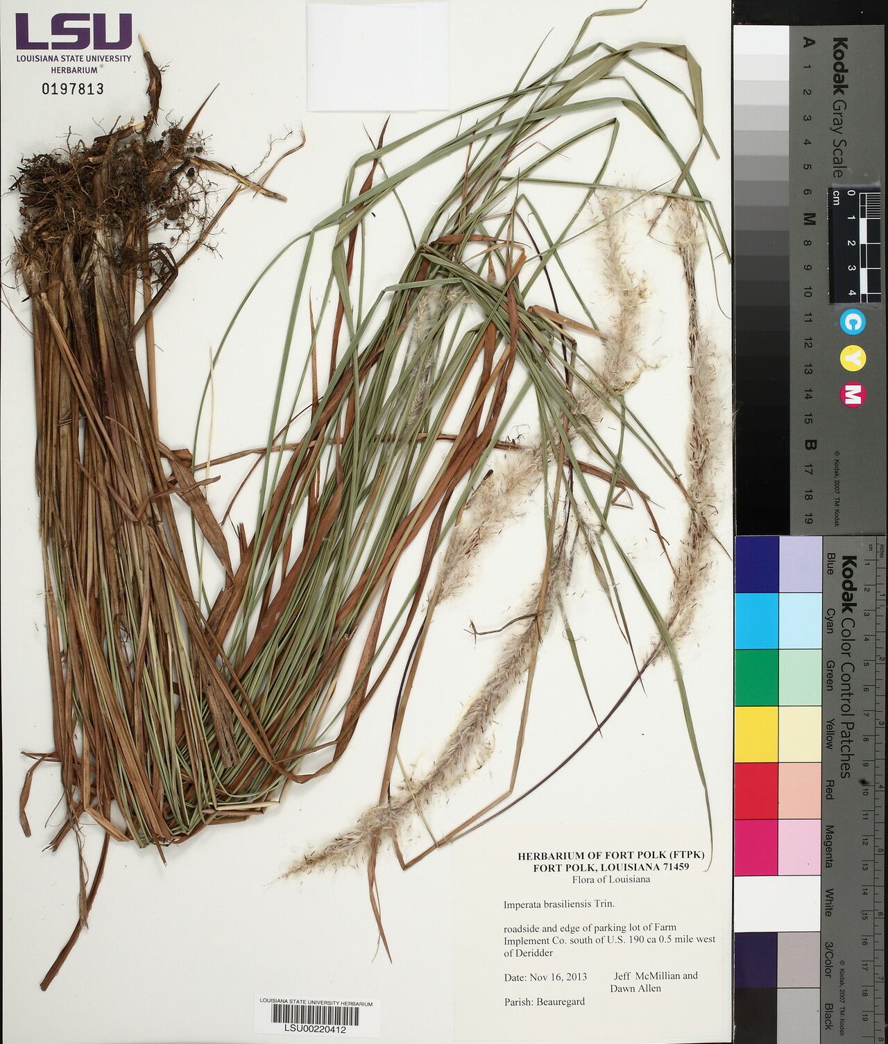 Imperata brasiliensis other