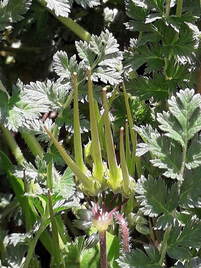 Erodium ciconium fruit