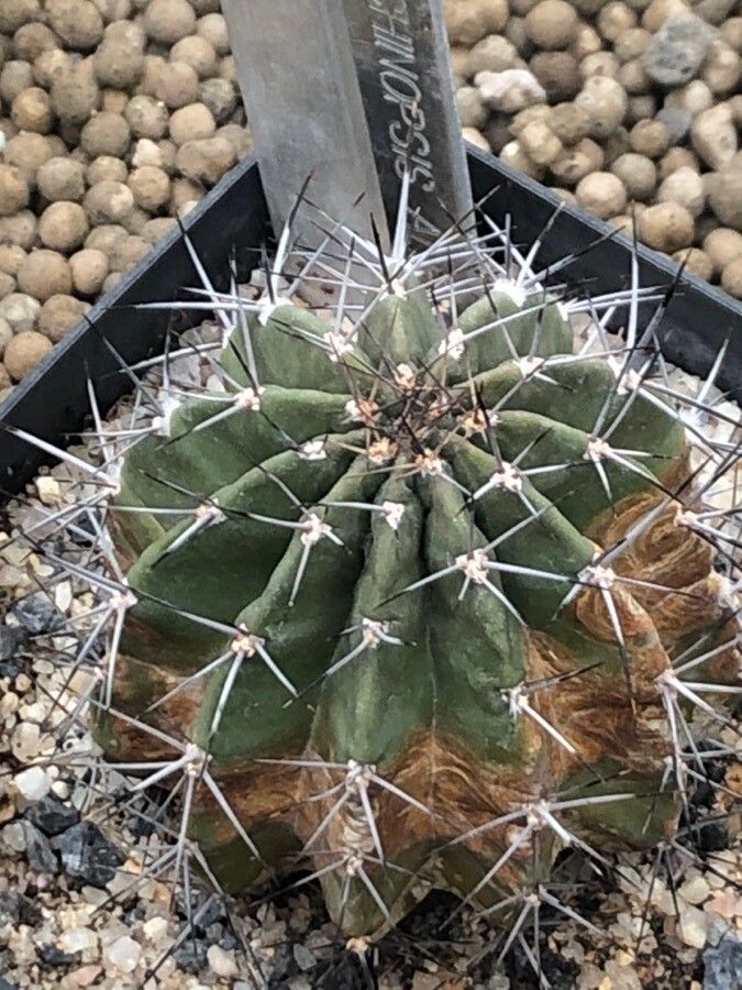 Echinopsis tubiflora leaf