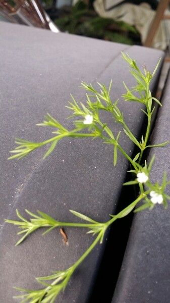 Polypremum procumbens bark