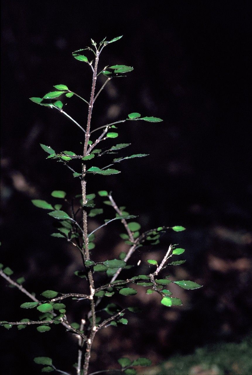 Melicope simplex bark