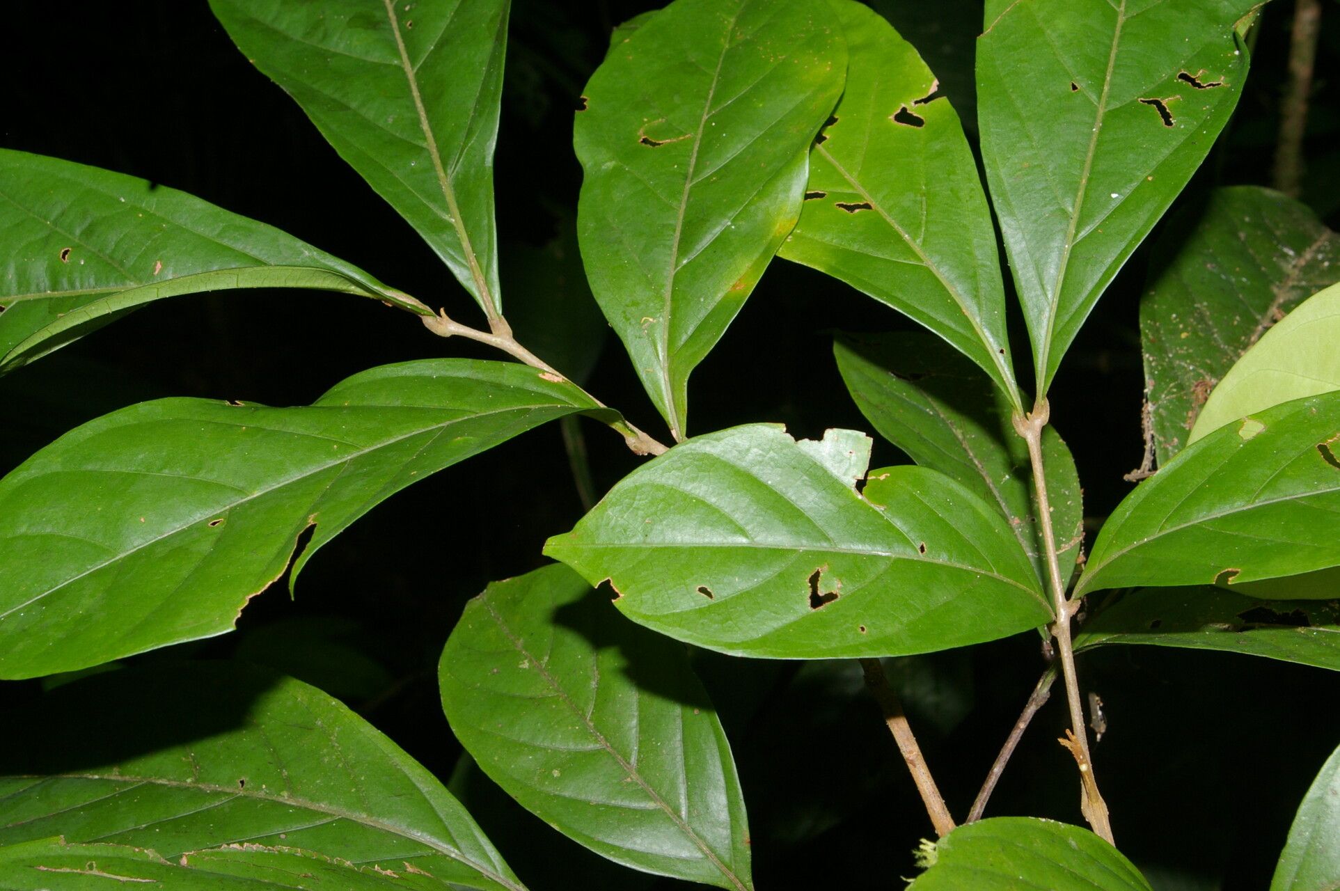 Matayba ingifolia — houseplant care guide