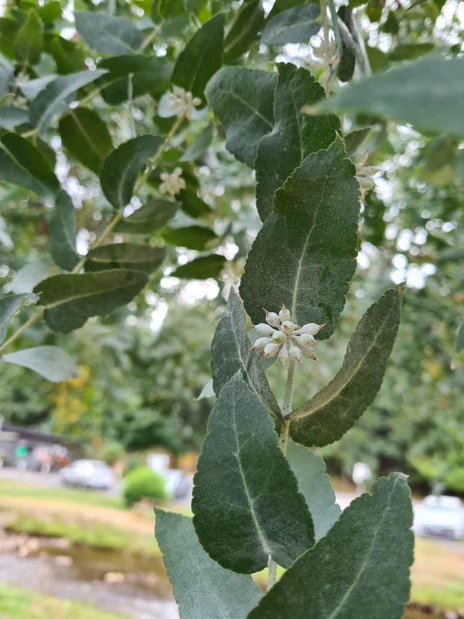 Eucalyptus crenulata fruit
