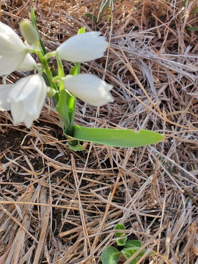 Chlorophytum tuberosum leaf