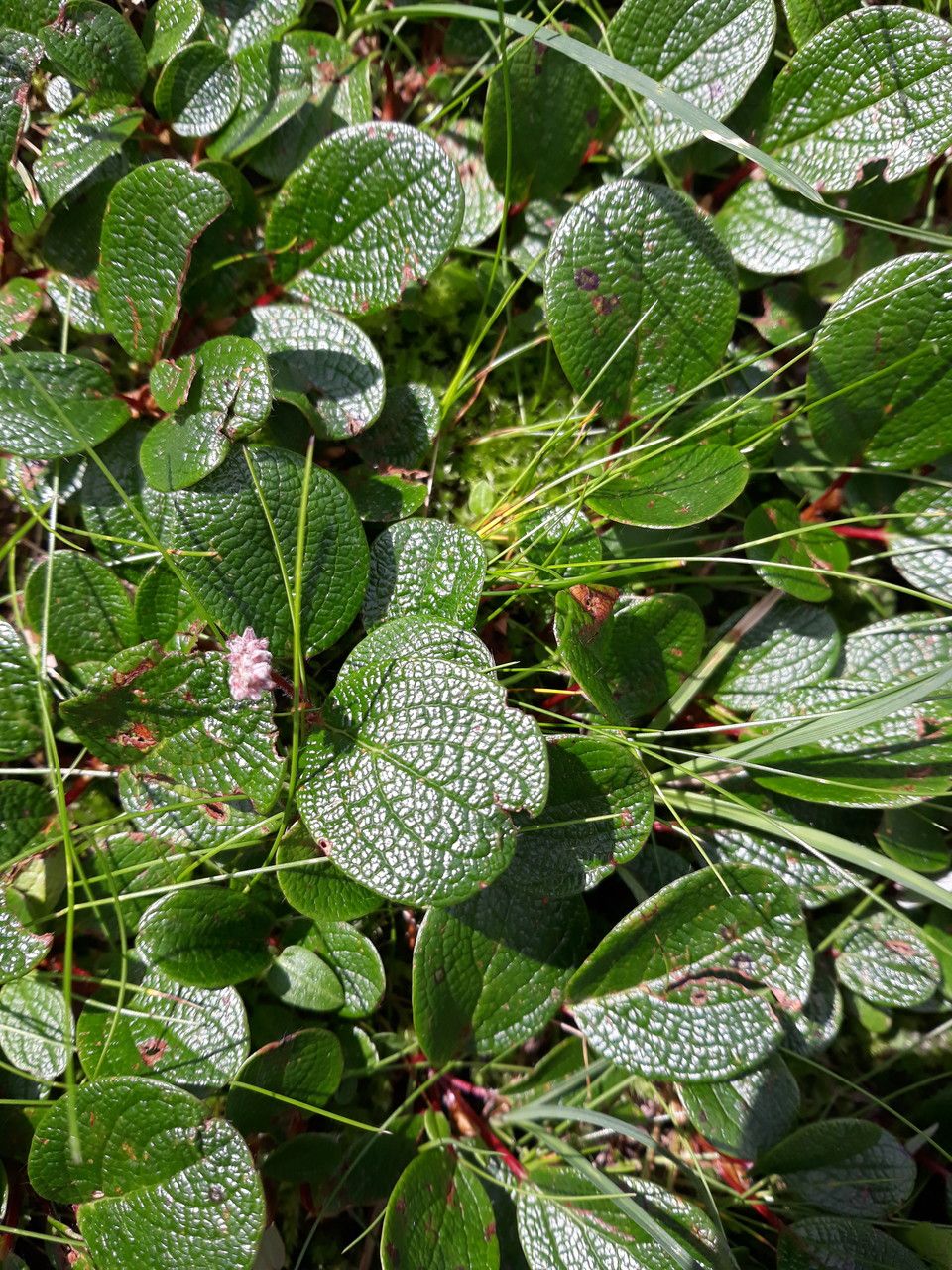 Salix reticulata — search result for 'Subarctic regions of North America'