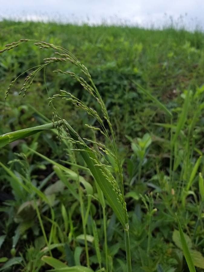 Milium effusum flower