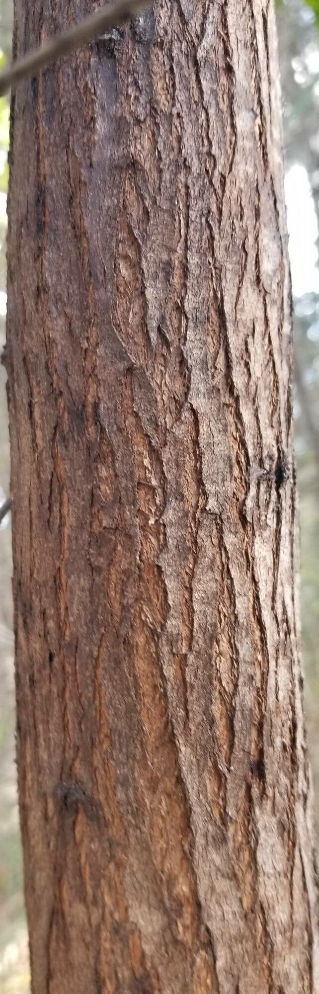 Acacia leiocalyx bark