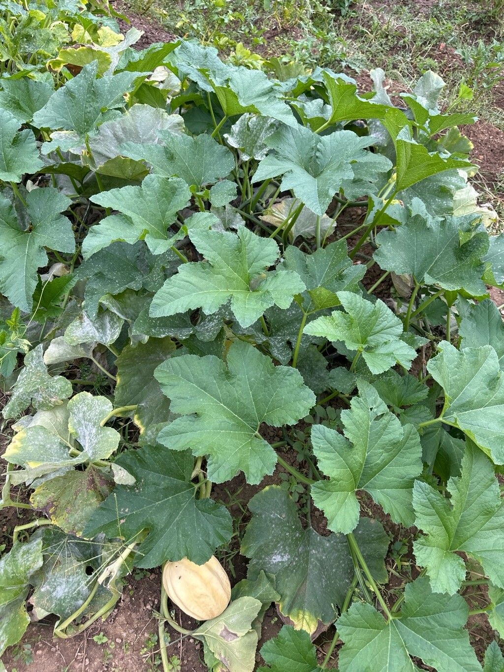 Cyperus reflexus other