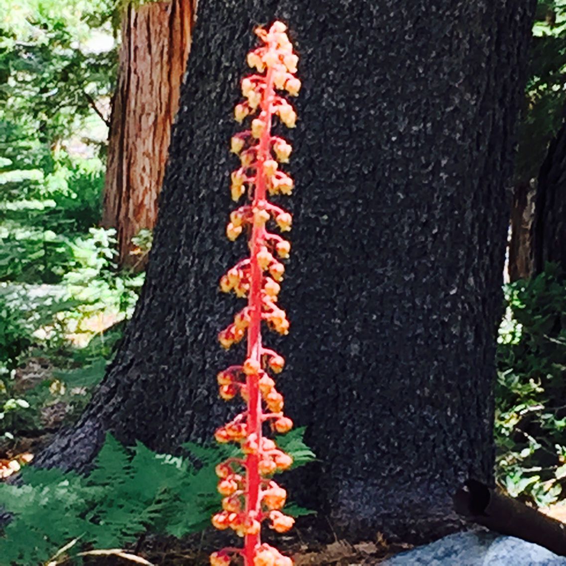 Pterospora andromedea bark