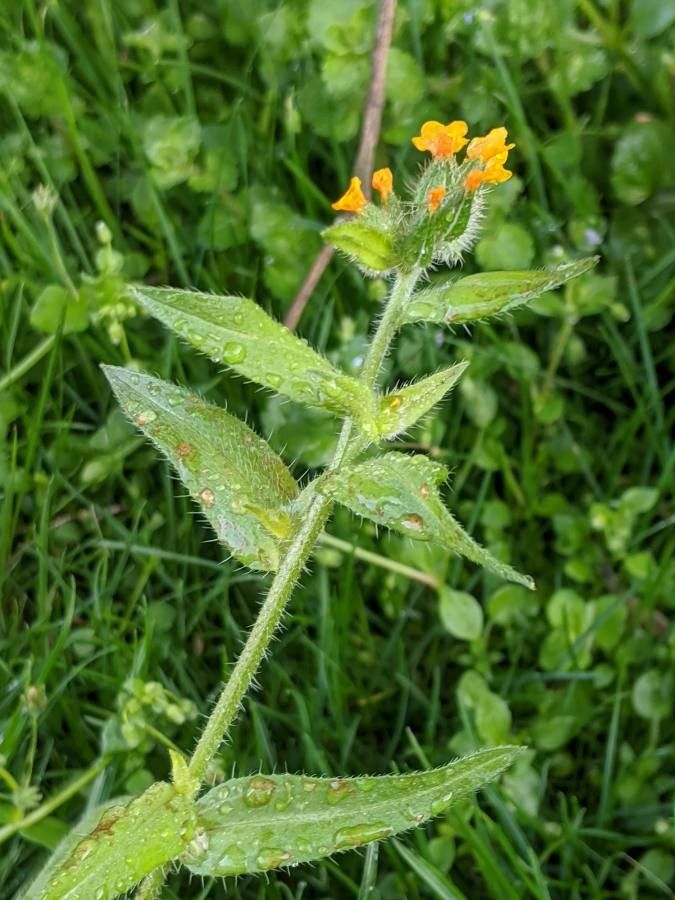 Amsinckia menziesii leaf