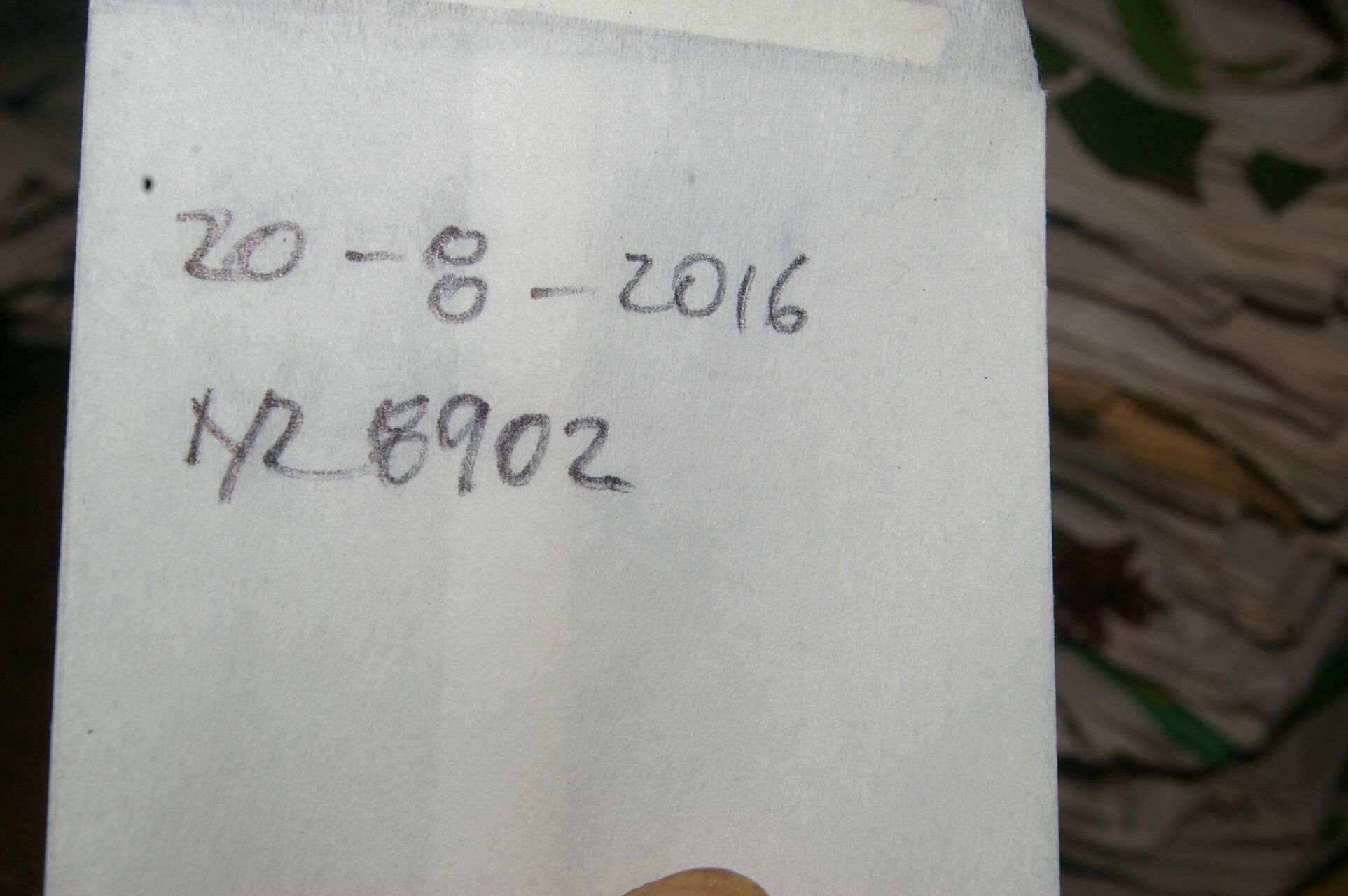 Matudaea trinervia other