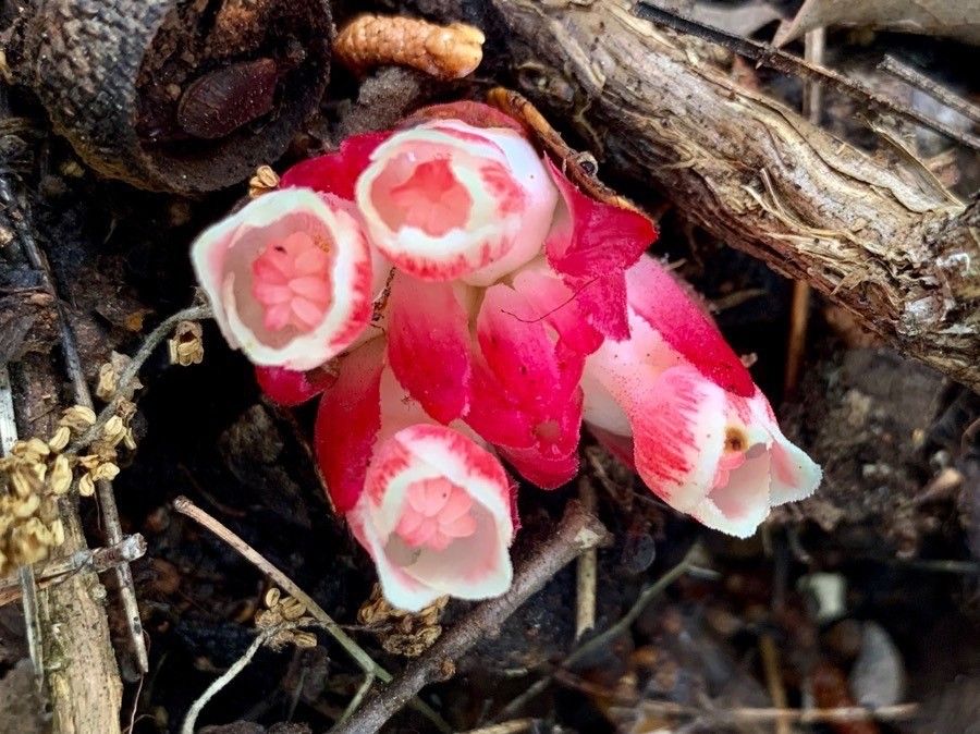 Cytinus ruber flower