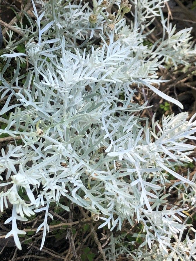 Senecio viravira — search result for 'Senecio'