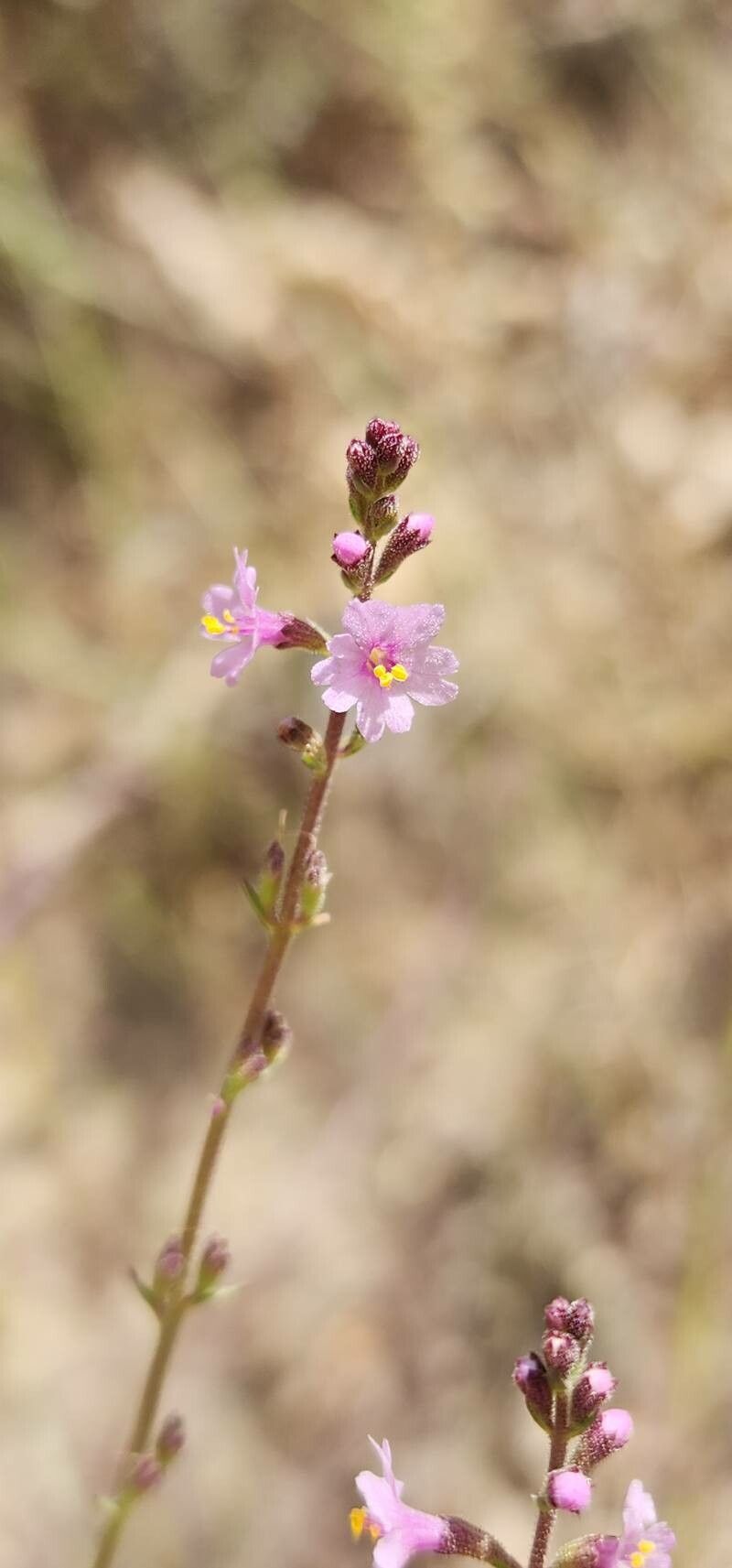 Leptorhabdos parviflora flower