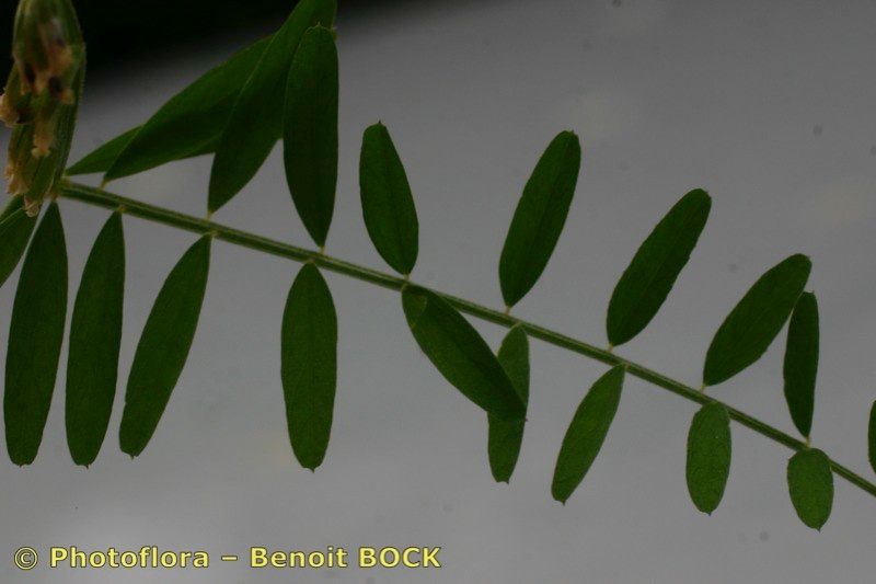 Vicia loiseleurii — houseplant care guide