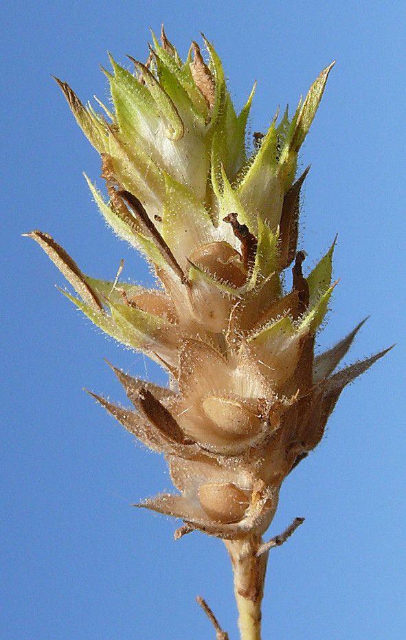 Ononis mitissima fruit