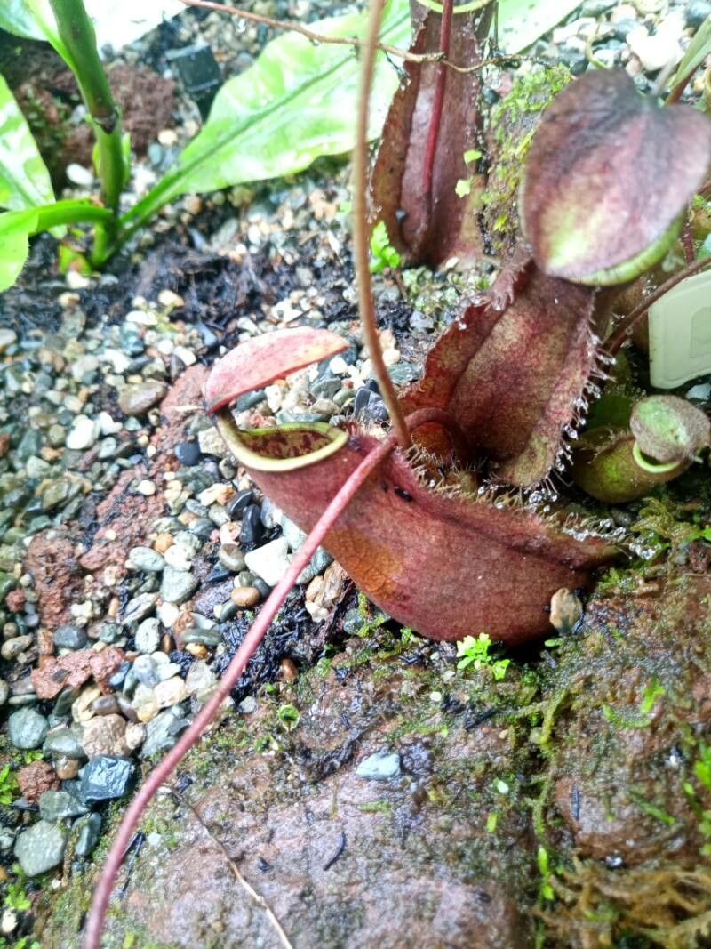 Nepenthes tomoriana — search result for 'Nepenthes'