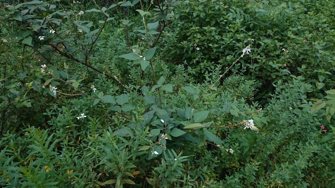 Desmodium lindheimeri habit