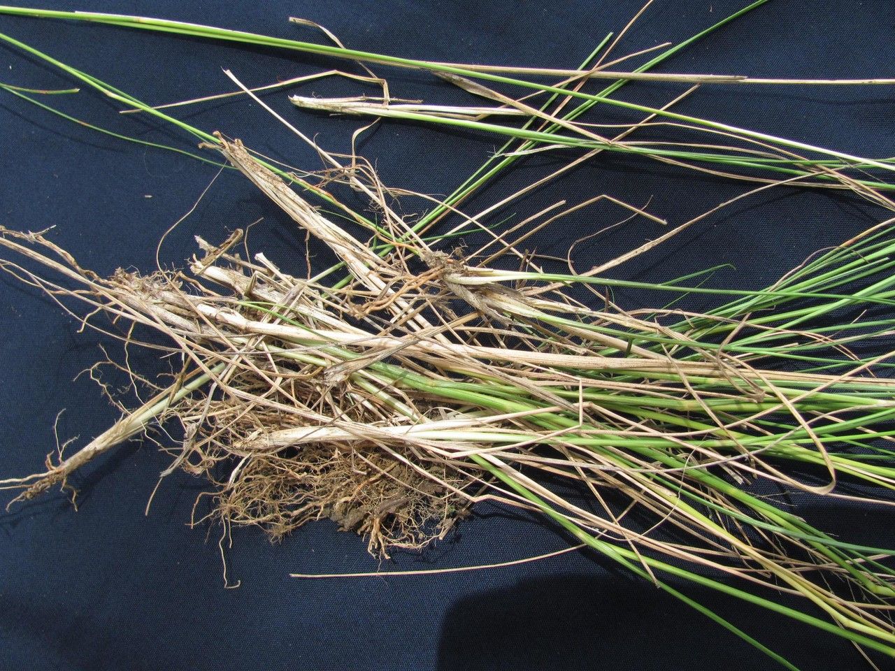 Sporobolus jacquemontii other