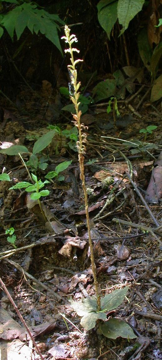 Microchilus tridax habit