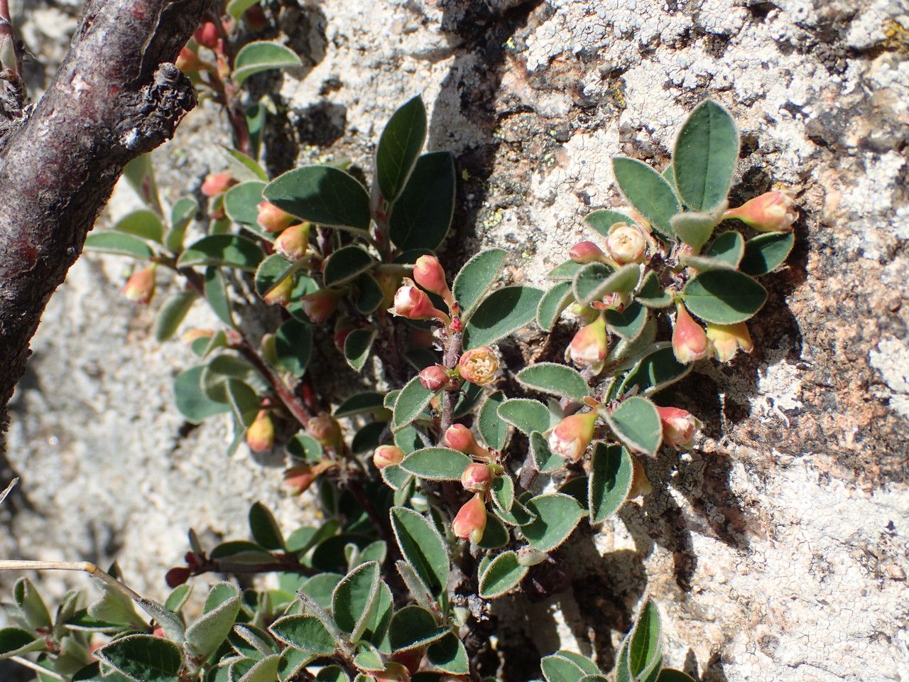 Cotoneaster pyrenaicus flower