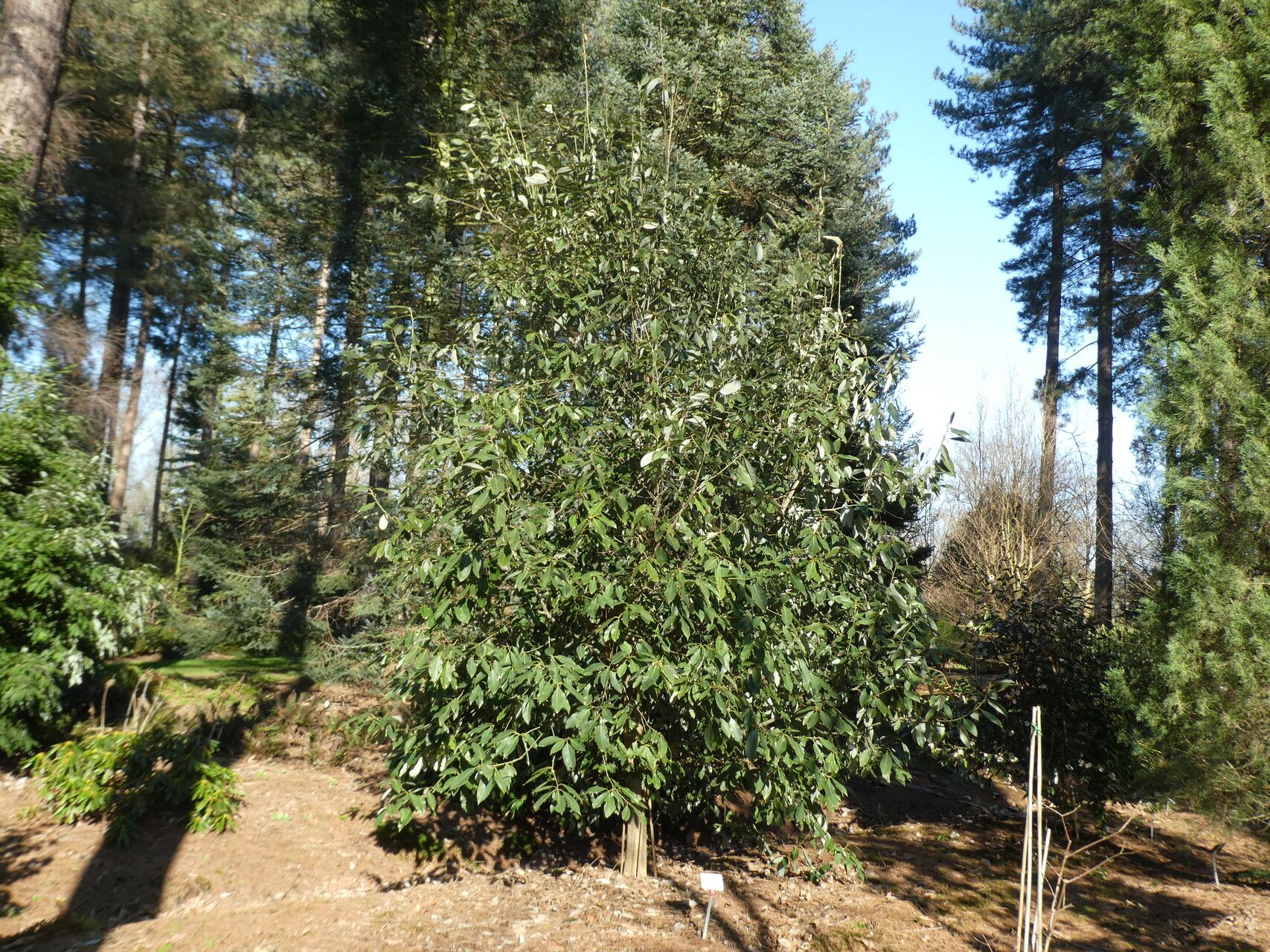 Quercus kiukiangensis habit