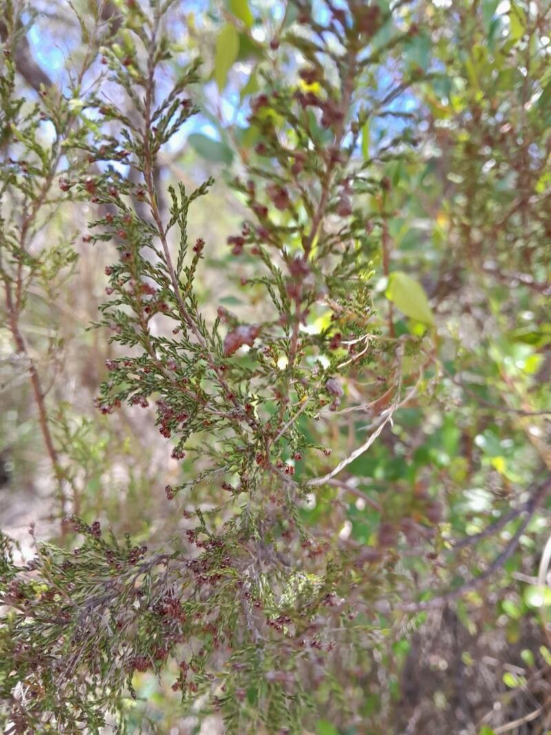 Erica jumellei fruit
