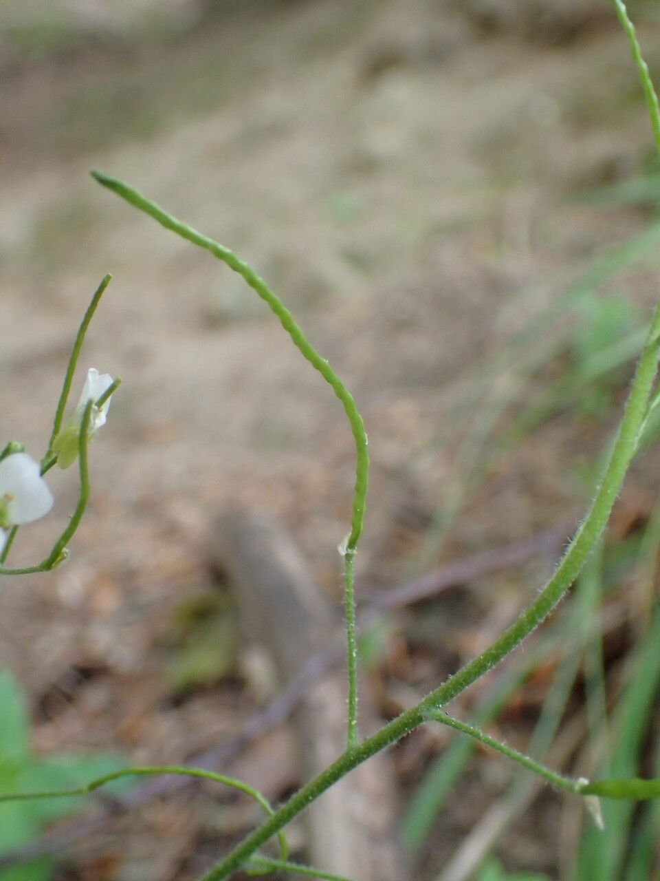 Arabis alpina fruit