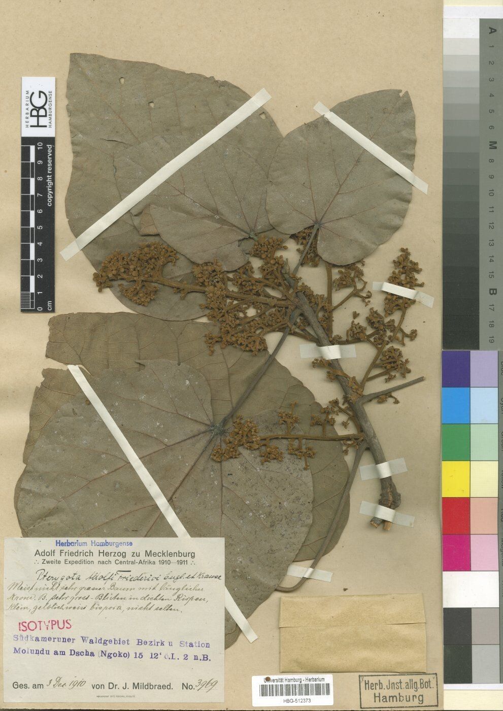 Pterygota adolfi-friederici — related species from the same genus