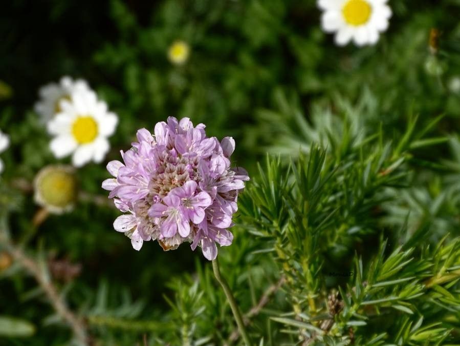 Armeria pungens flower