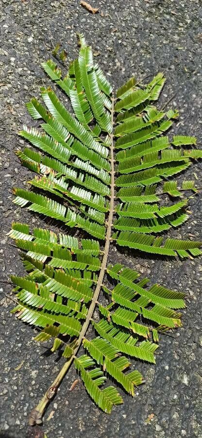 Parkia timoriana — search result for 'Parkia'