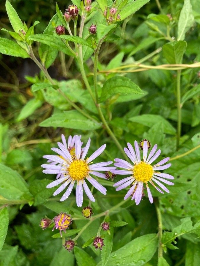 Aster amellus flower