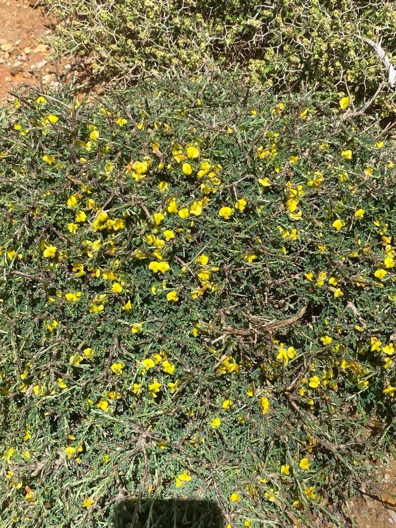 Chamaecytisus spinescens habit
