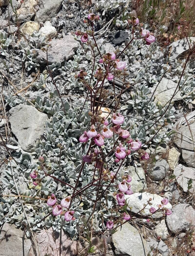Calceolaria cana habit