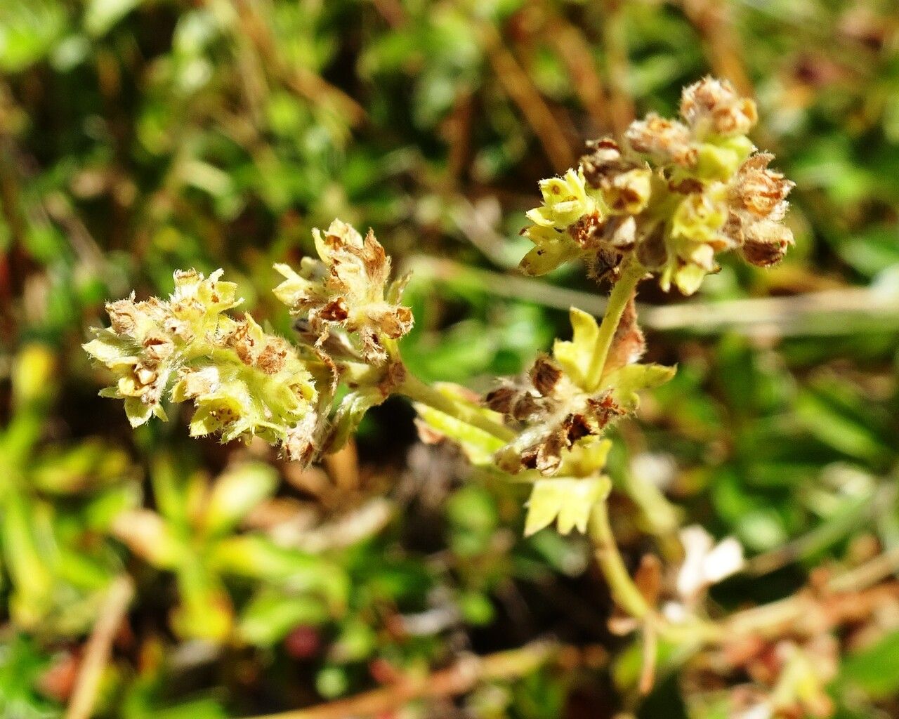 Alchemilla saxatilis flower