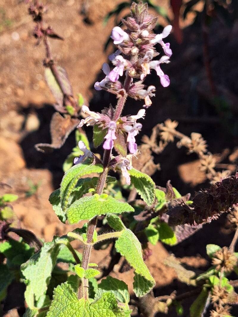 Plectranthus rubropunctatus flower