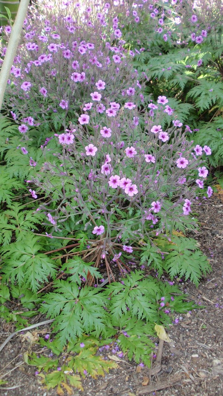 Geranium maderense leaf