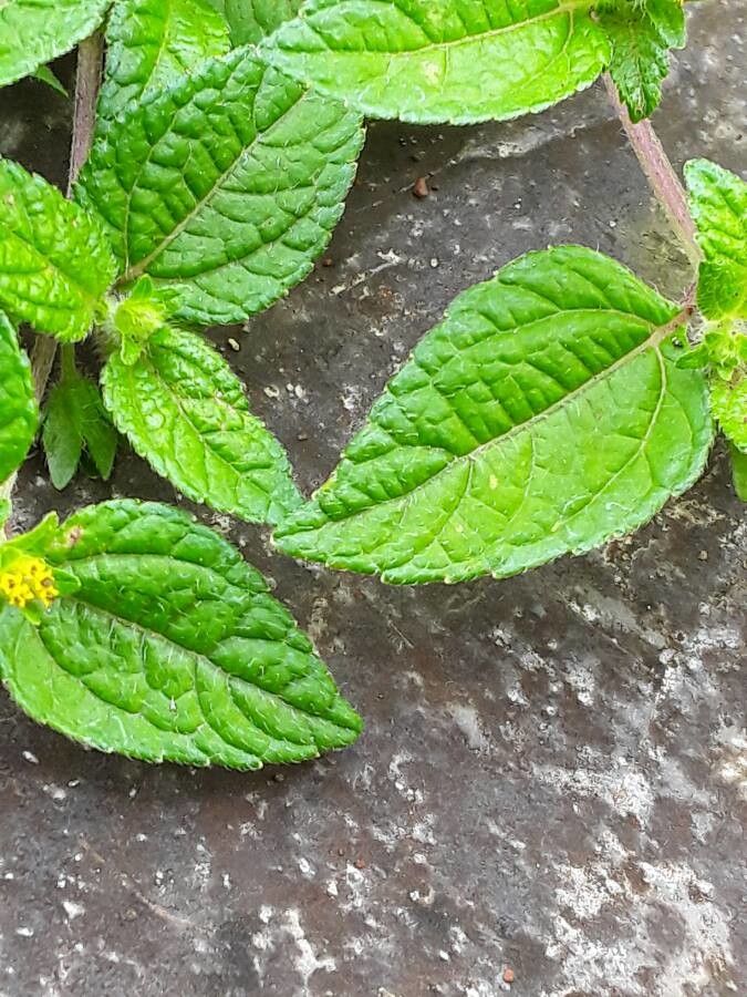 Eleutheranthera ruderalis leaf